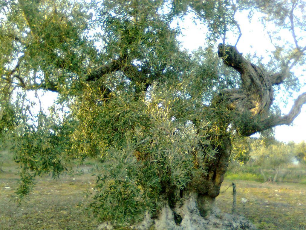 Casa Rural La Brena Talaván Εξωτερικό φωτογραφία